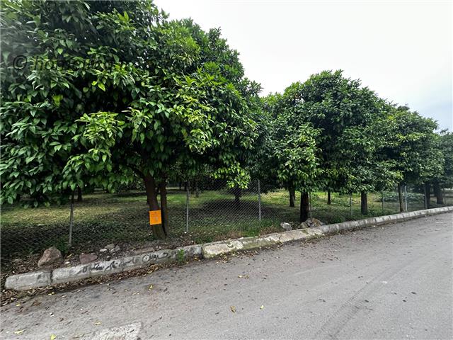 زمین دو هزار متری مسکونی باغ مرکبات همصفا چمستان
